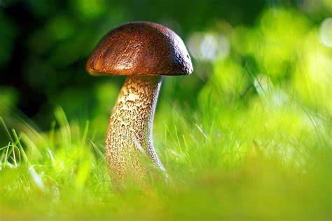 Magic mushrooms brea